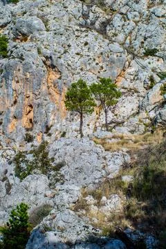 Trees in mountains Stock Photos