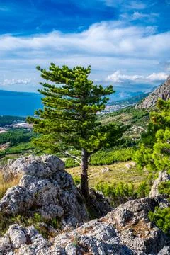 Trees in mountains Stock Photos