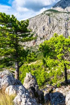 Trees in mountains Stock Photos