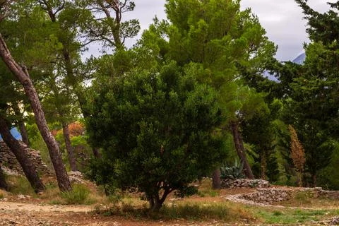 Trees in mountains Stock Photos