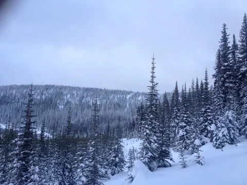 Trees in mountains Stock Photos