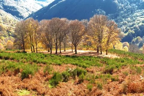 Trees in the mountains. Stock Photos