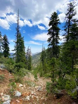Trees in the mountains, slightly cloudy sky Stock Photos