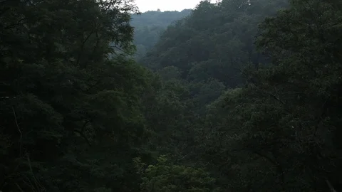 Trees in the mountains sway in the wind wild forest Stock Footage 95301012