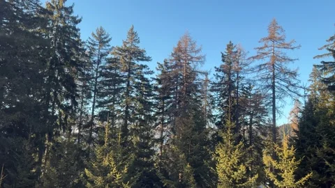 Trees in the mountains in the winter without snow Video stock 232221511