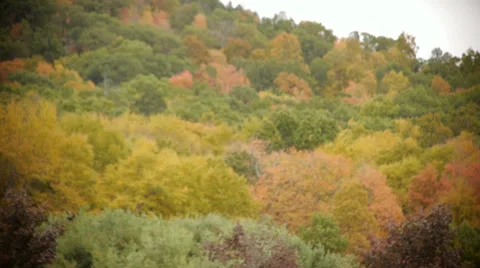 Trees on a mountainside in autumn Stock Footage 33059984