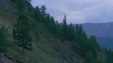 Trees on the mountainside, evening Stock Footage 171755658