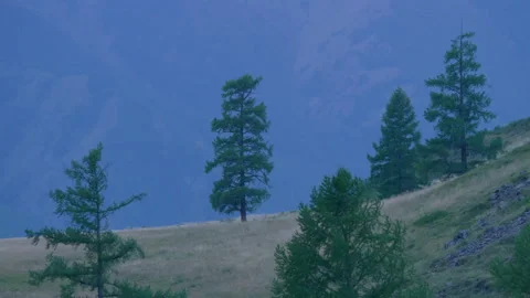 Trees on the mountainside in the evening Stock Footage 171756405