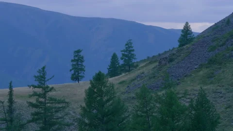 Trees on the mountainside in the evening Stock Footage 171756601