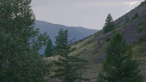 Trees on the mountainside Stock Footage 171727770