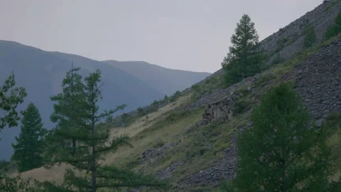 Trees on the mountainside Stock Footage 171727820