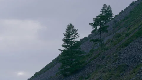 Trees on the mountainside Stock Footage 171732916