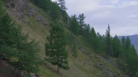 Trees on the mountainside Stock Footage 171736364