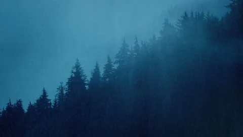 Trees On Mountainside In Heavy Rainfall Stock Footage 170731020