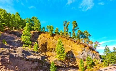 Trees on a mountainside Stock Photos