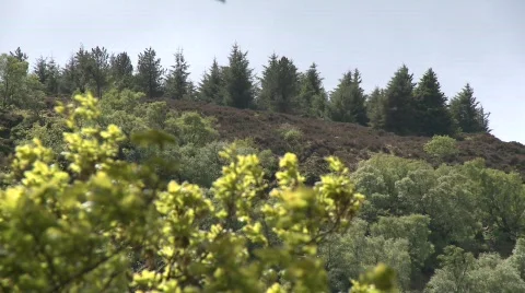 Trees on Mountainside Pull Focus Stock Footage 477021