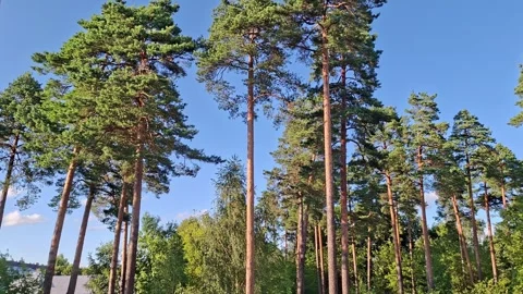 Trees move gently in the wind while sunlight shines in a forest Stock Footage 342720285