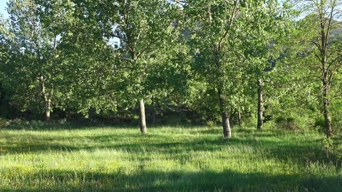 Trees that move their leaves by the wind Stock Footage 115710286