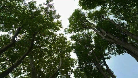 Trees that move in the wind Stock Footage 161982458