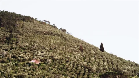 Trees move with wind on the mountain ridge Stock Footage 88919086