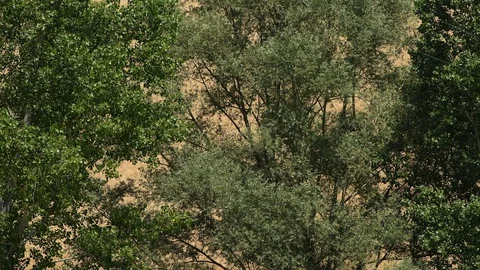Trees moved by the breeze close up still shoot Stock Footage 111423778