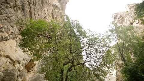 Trees moved by wind in canyon. Low angle shot Video stock 73705740