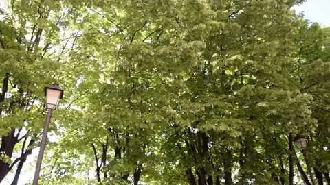 Trees moved by the wind Stock Footage 74622436