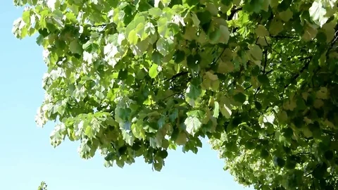 Trees moved by the wind Stock Footage 74622869