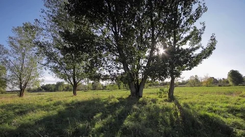 Trees moved by the wind Video stock 80804954