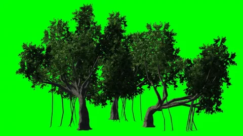 Trees moved by the wind - green screen Stock Footage 33720686