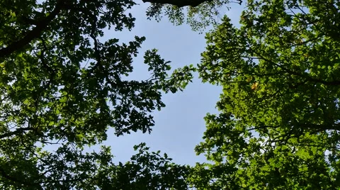 Trees with moving clouds Stock Footage 41471617