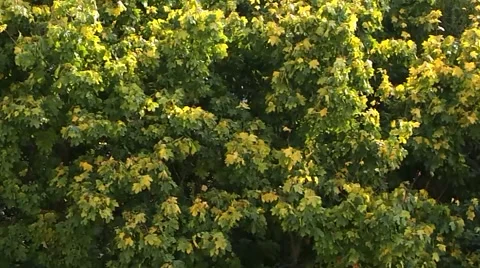 Trees Moving Stock Footage 42045487