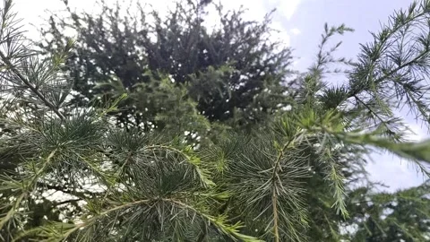 Trees moving from up Stock Footage 155151706