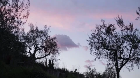 Trees with moving pink cloud Stock Footage 171038508