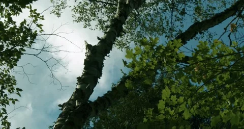 Trees Moving in the Summer Wind at the Cottage Stock Footage 247855182