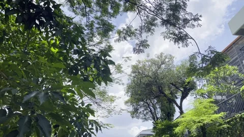 Trees Moving in Wind in Calming City Nature Scene 4K Vídeo Stock 335259833