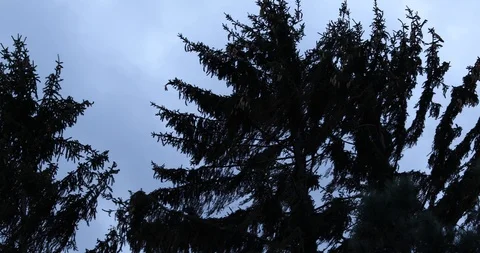 Trees moving in wind Stock Footage 100185006