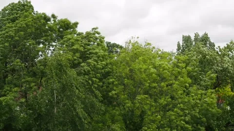 Trees moving in the wind Stock Footage 153988278