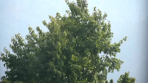 Trees moving in the wind Stock Footage 273030339