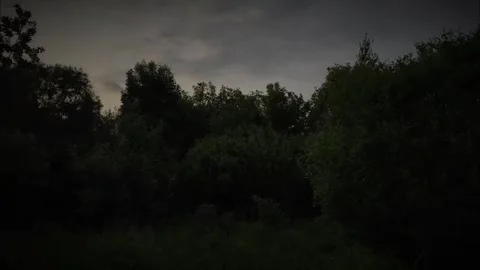 Trees moving in the wind Stock Footage 316798060