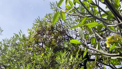 Trees Moving in Wind in Urban City Nature Scene 4K Vídeo Stock 335197963