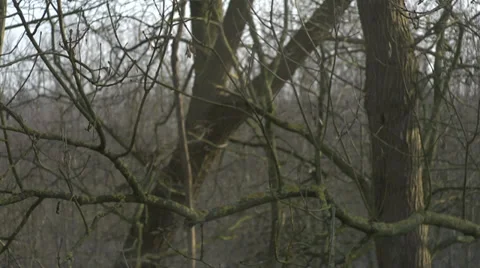 Trees moving in wind in wintertime slider shot Stock Footage 34525885