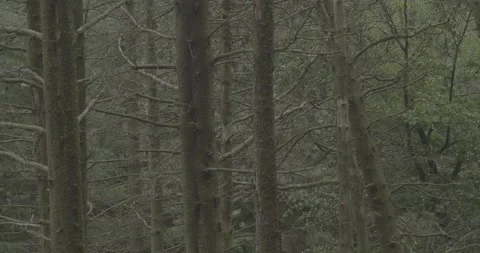 Trees moving, windy condition, overcast, VLOG, 24fps, 4k Stock Footage 277231496