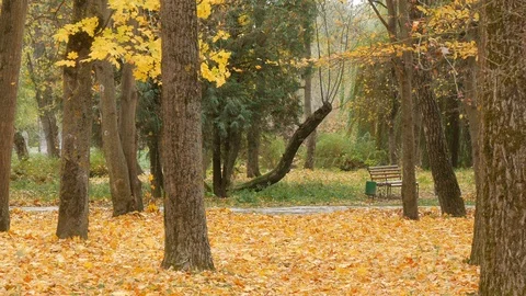 Trees with multicolored leaves on the grass in the park. Maple foliage in sunny Stock Footage 100192703
