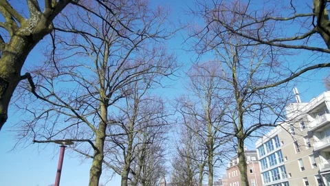 Trees museumplein Amsterdam Stock Footage 87451356