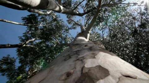 Trees - MVI 2156 库存影片 857279