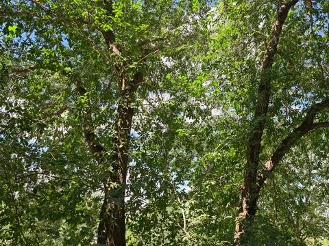 Trees from my window Fotos Stock