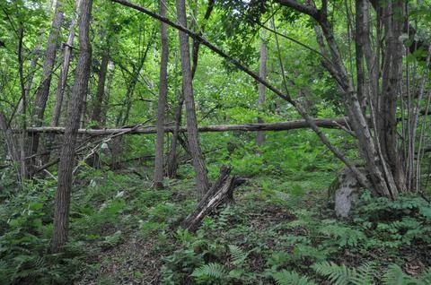 Trees natural background Stock Photos