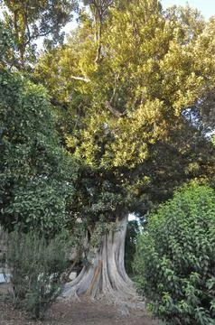 Trees natural background Stock Photos