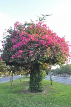 Trees natural background Foto stock